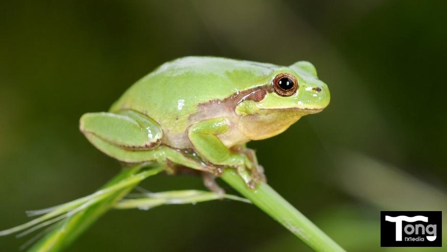 1 수원청개구리(Dryophytes suweonensis Kuramoto, 1980)-김현태-국립생물자원관.jpg
