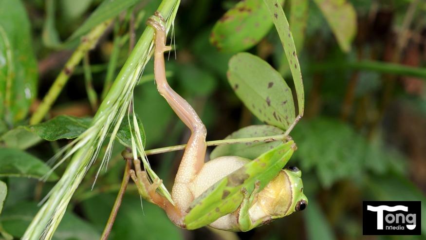 2수원청개구리(Dryophytes suweonensis Kuramoto, 1980)-김현태1-국립생물자원관.jpg