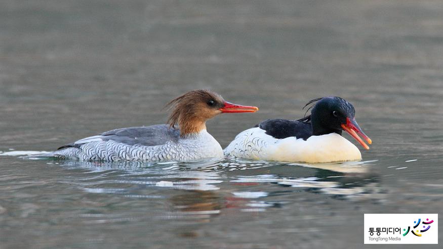 호사비오리-생명의 터.jpg